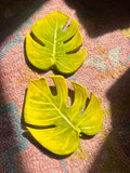 Monstera Leaf Wall Decor